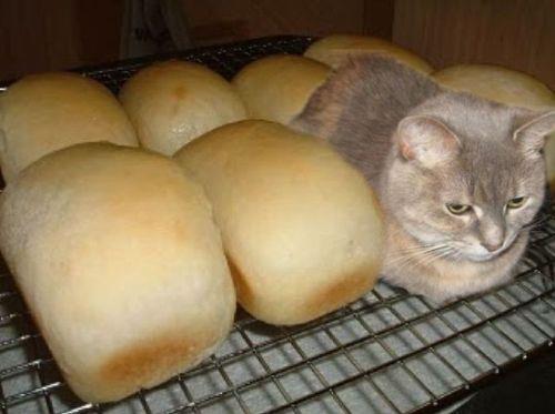 A cat loaf